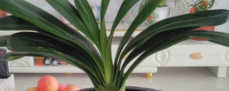 君子兰秋冬养殖注意事项 君子兰秋季的养殖方法和注意事项