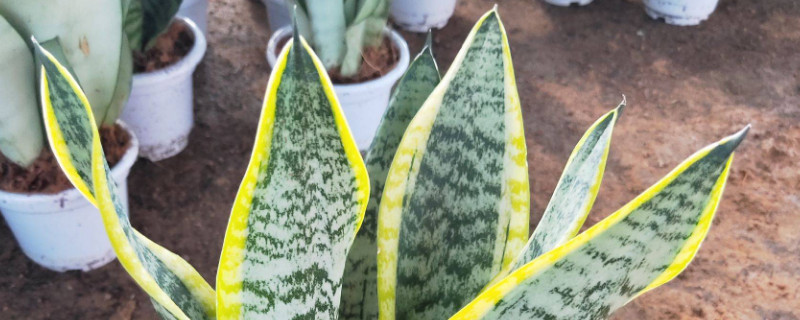 虎皮兰过冬怎样套袋（虎皮兰冬天套塑料袋能过冬吗）