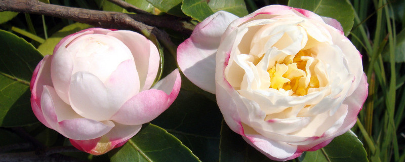 茶花秋天落叶怎么回事（茶花秋天长叶子吗）