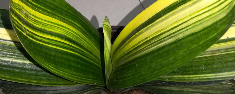 君子兰如何度夏和过冬（君子兰如何过冬?）