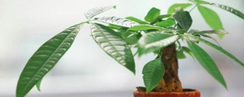 发财树叶子长得太大（发财树叶子越长越大怎么办）