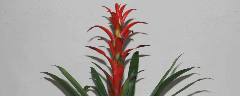 鸿运当头发芽了怎么办 鸿运当头发芽了什么时间移开好栽