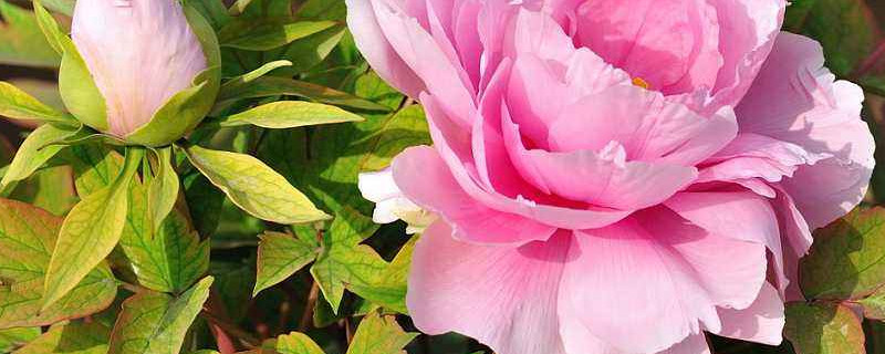 牡丹泡了生根粉移栽后多久生根 移栽牡丹多久生根发芽