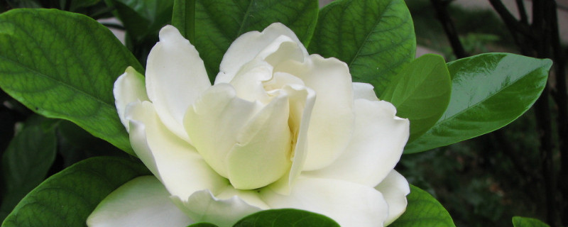 栀子花的花期在几月份 栀子花是几月份开花期