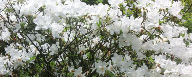 栀子花水浇多了怎么办（栀子花浇太多水怎么办）