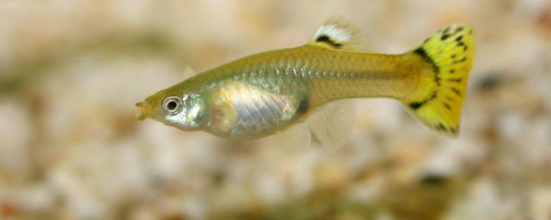 孔雀鱼吃什么长的快(孔雀幼鱼吃什么长的快)