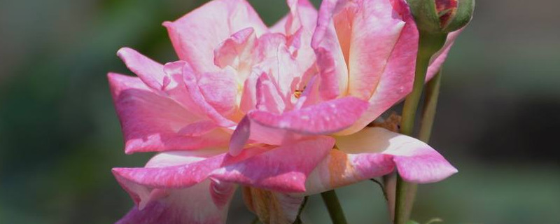 月季花冬天怎么剪枝 冬天月季花怎么修剪枝条