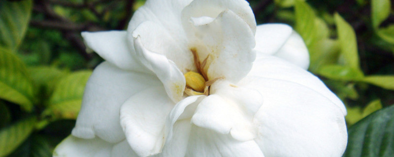 栀子花有什么颜色 栀子花是啥颜色