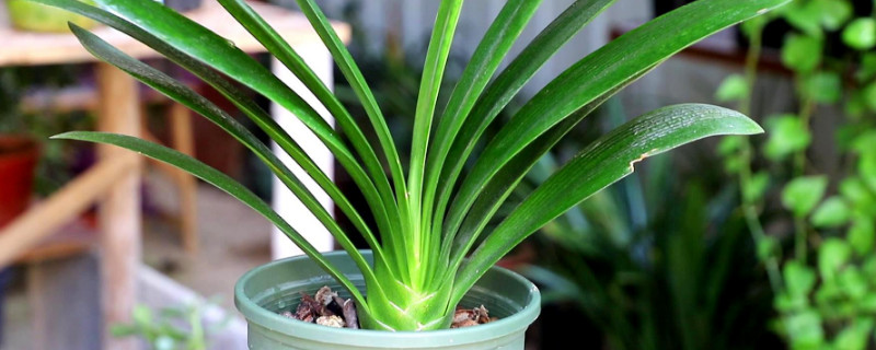 君子兰冬天可以放在室外吗（君子兰夏天应该放在室内还是室外）