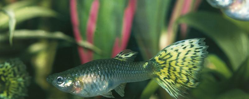 鸡蛋黄能给成年孔雀鱼喂吗 成年孔雀鱼可以吃鸡蛋黄吗