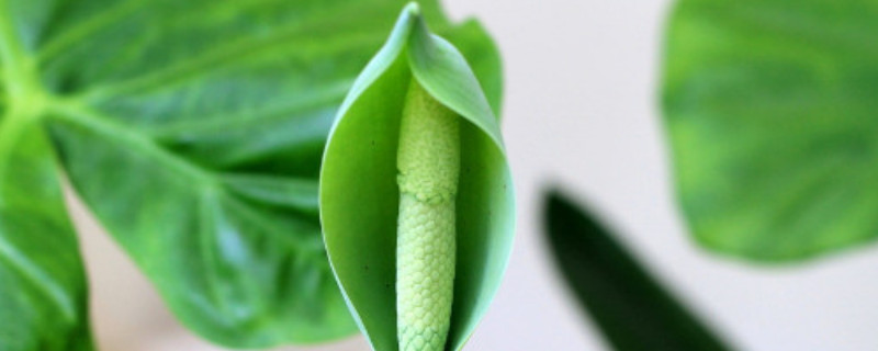 滴水观音弯了怎么办 滴水观音怎么处理