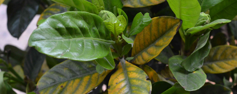 栀子花冬天怎么养 栀子花冬天怎么养家庭养法