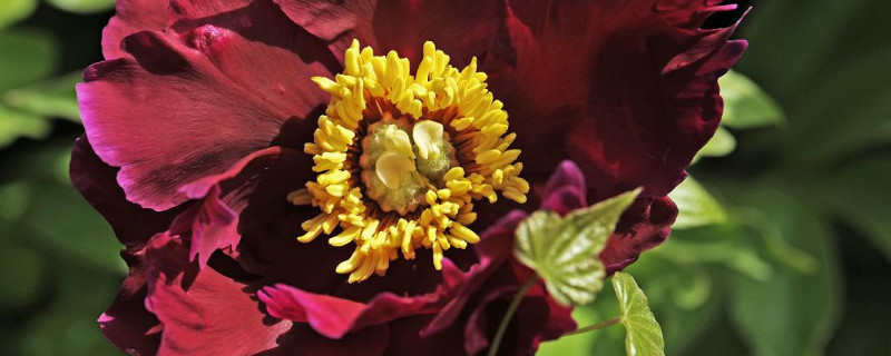 芍药什么时候休眠 芍药花冬天要休眠多少时间