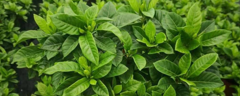 栀子花怎么缓苗 栀子花怎样才算是缓苗成功