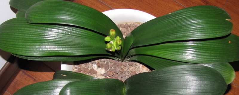 君子兰叶子大小不一怎么办（君子兰叶子小怎么回事）