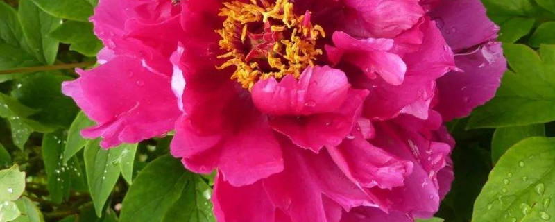 牡丹花枯萎了要怎么办（牡丹花叶子枯萎怎么回事）