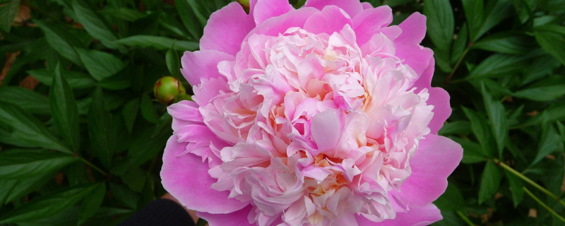 芍药花春天什么时候移植 春天移栽芍药什么时候开花