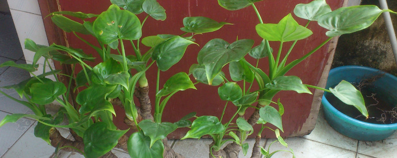 滴水观音根大吗 滴水观音的根图片