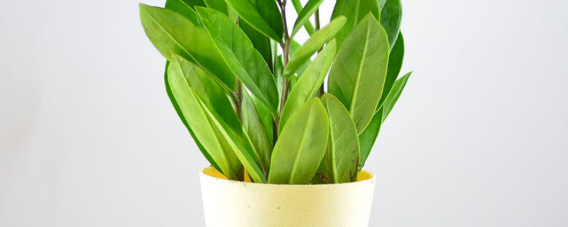 金钱树夏天可以扦插吗（金钱树夏天能扦插吗）