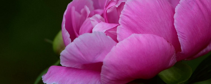 芍药花败后怎样修剪 芍药花花落后要修剪吗