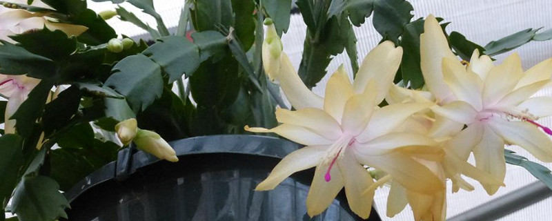 蟹爪兰春天开花吗(蟹爪兰现在开花冬天能不能开花了)