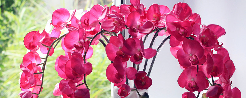 蝴蝶兰为什么空根（蝴蝶兰空根剩细根能活吗）