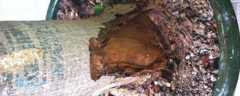 发财树皮腐烂怎么救(发财树皮腐烂怎么补救)