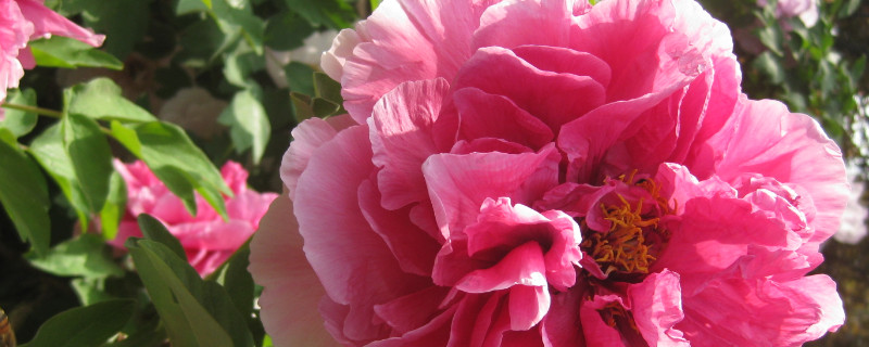 牡丹花根的消毒处理 牡丹花根用什么药消毒