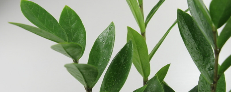 金钱树的危害（金钱树的危害可以放客厅吗）