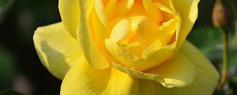 月季花能在室内养吗（月季花可以养室内吗）