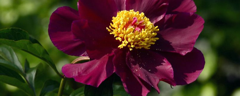 芍药花凋谢后怎么养护 芍药花几天凋谢