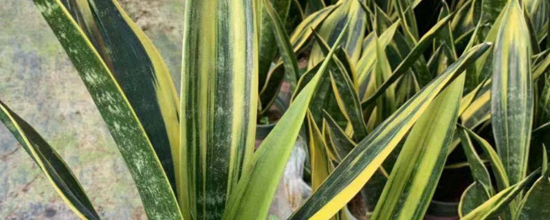 虎皮兰冬天能分盆吗 虎皮兰分盆注意事项