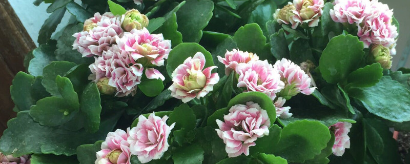 长寿花有多少品种（长寿花有多少个品种及图片）