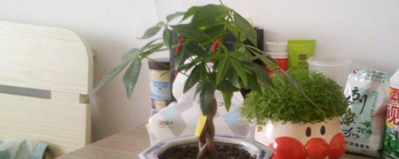 发财树修剪方法 发财树怎么剪枝