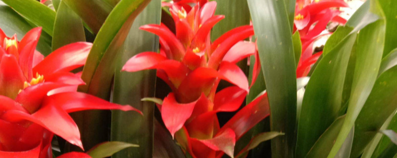 鸿运当头冬季怎样过冬 鸿运当头冬天耐寒吗