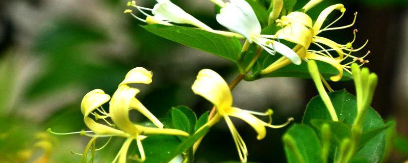 金银花冬天落叶吗(金银花冬天会落叶子吗)