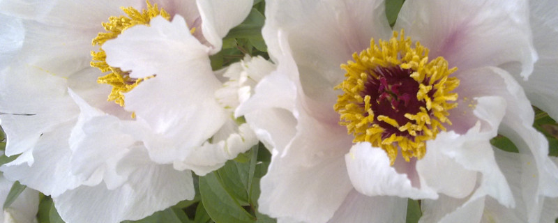 春天牡丹刚种易成活吗（春天栽的牡丹成活后什么样子）