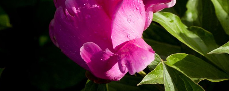 芍药花夏天会落叶吗 芍药花冬天会掉叶子吗