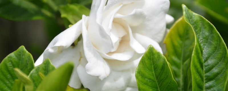 栀子花如何养护管理 栀子花怎么养管理