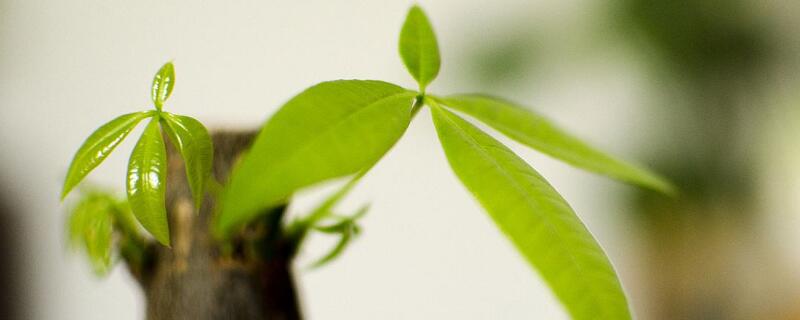 发财树新芽长不大 发财树新芽长不大为什么