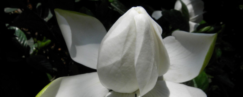 栀子花的花期多长时间（栀子花的花期在几月）