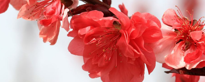 樱花秋天叶子的颜色 樱花叶子颜色介绍