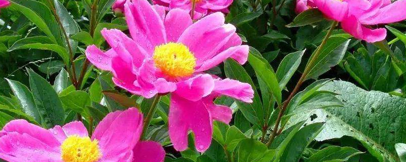 芍药花夏季怎么保养（芍药花夏天怎么养护）