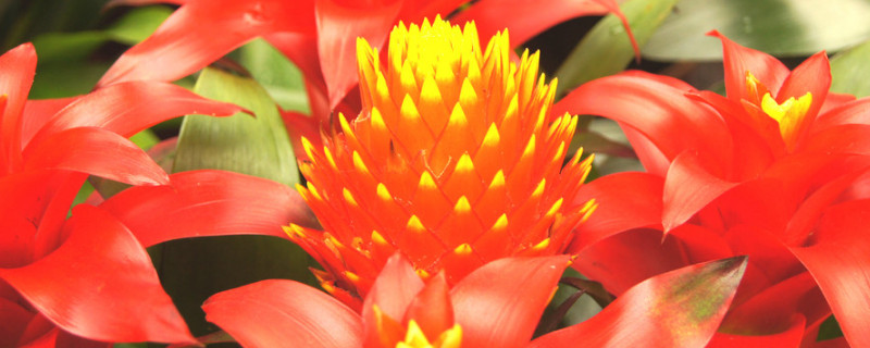 鸿运当头水培养殖方法 鸿运当头可以用水培养培育吗