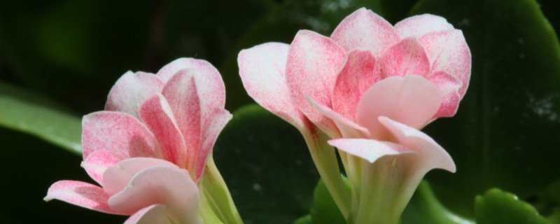 长寿花夏天怎么修剪 长寿花夏天怎么修剪冬天开花多