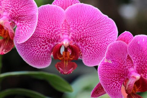 蝴蝶兰冬天可以换盆吗