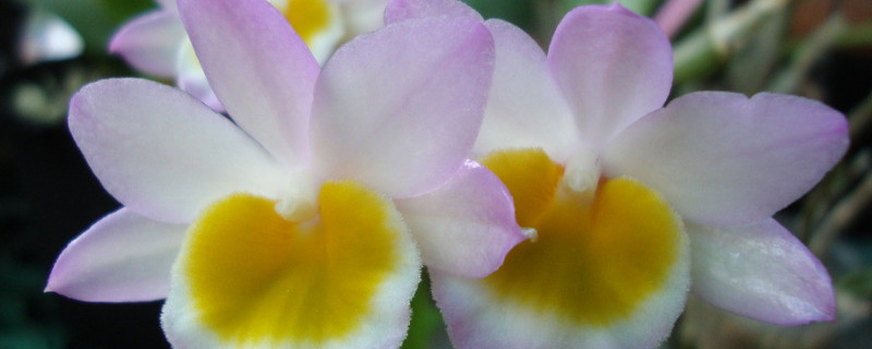 玫瑰石斛的养殖方法与技巧（玫瑰石斛种植）