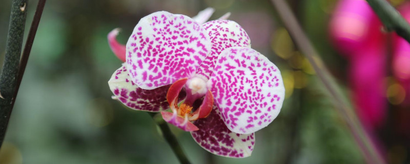 蝴蝶兰不开花的原因(为啥蝴蝶兰不开花)