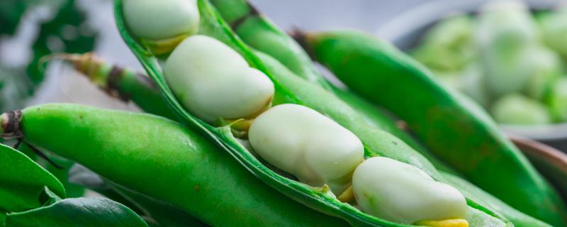 蚕豆的种植时间和方法 蚕豆的种植时间和生长周期