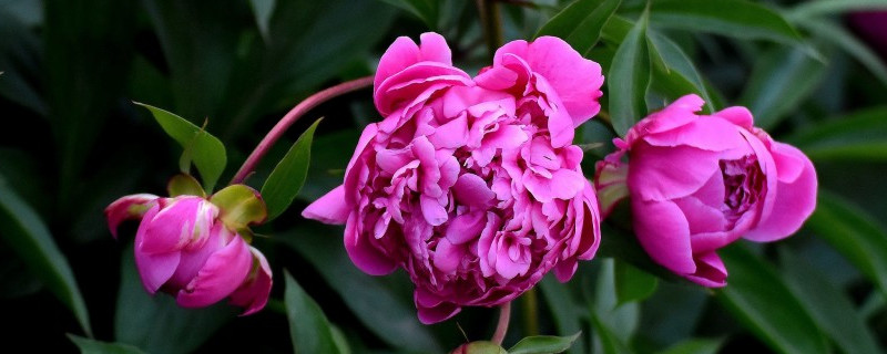 芍药花冬天多久浇水（芍药花多长时间浇一次水）